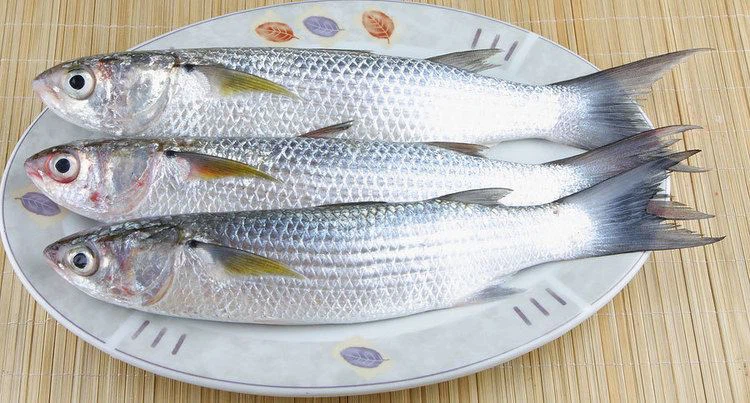 ماهی کفال جنوب