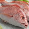 انواع ماهی جنوب