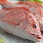 انواع ماهی جنوب