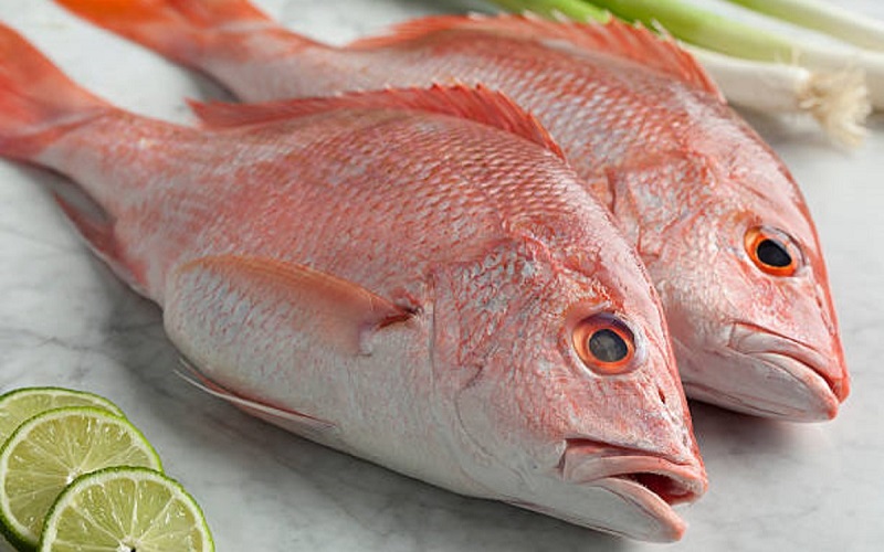 انواع ماهی جنوب