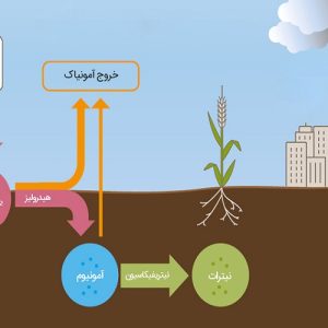 زمان استفاده از کود اوره